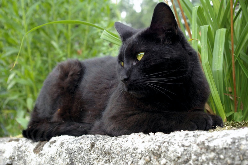 pentax001.JPG - Katze Anton mit stechendem Blick. Erinnert von Haltung und Würde an die Sphinx.