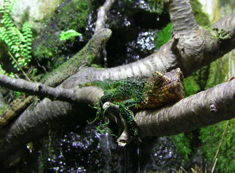 Foto006.JPG - Als Zootier kann man es sich anscheinend so richtig gut gehen lassen. Vor allem beim zweiten Reptil bemerkt man die gute Tarnung.