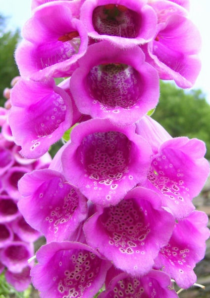 Foto017.jpg - Der klassische Fingerhut. Da möchte man doch gleich mal Biene spielen.