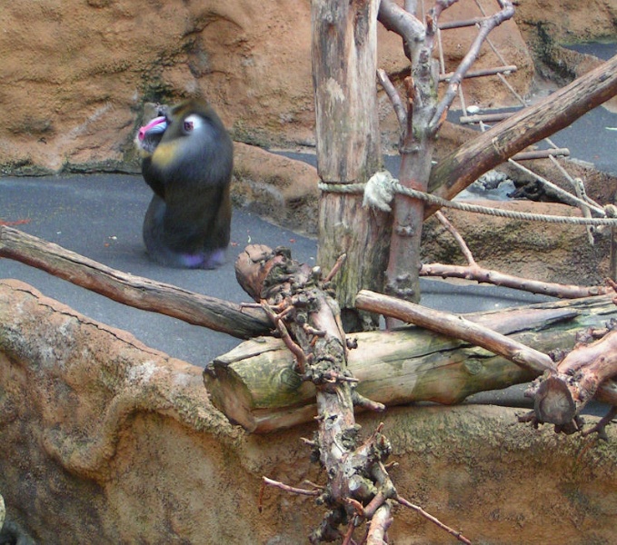 Foto030.JPG - Der Herrscher des Affengeheges im Dresdner Zoo.