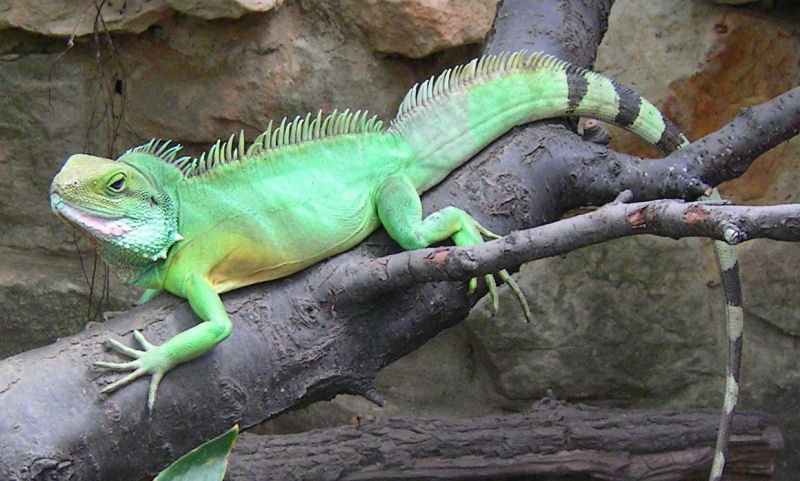 Foto032.JPG - Posing at it´s best.