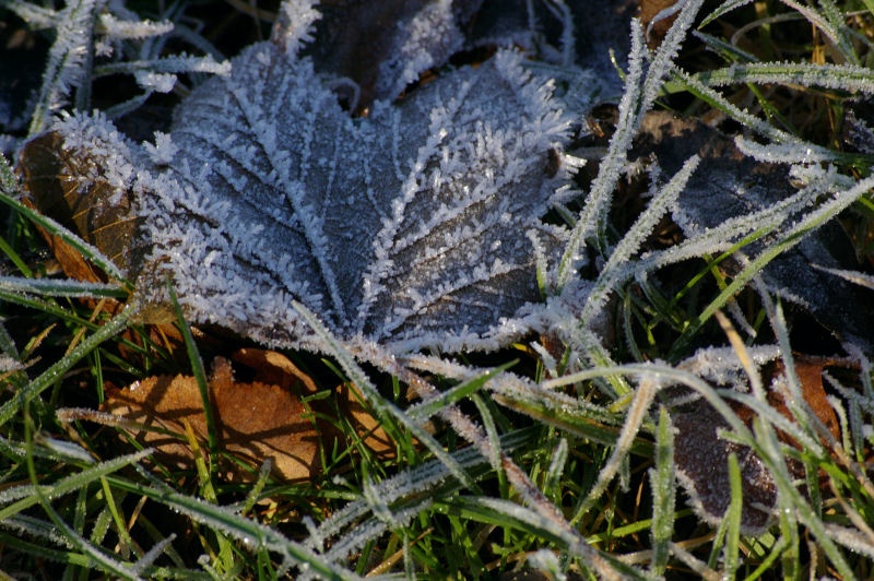 12reif.jpg - Dabei sieht Kälte ja auch gut aus. Reif verzierte hier die Blattadern und Halme.
