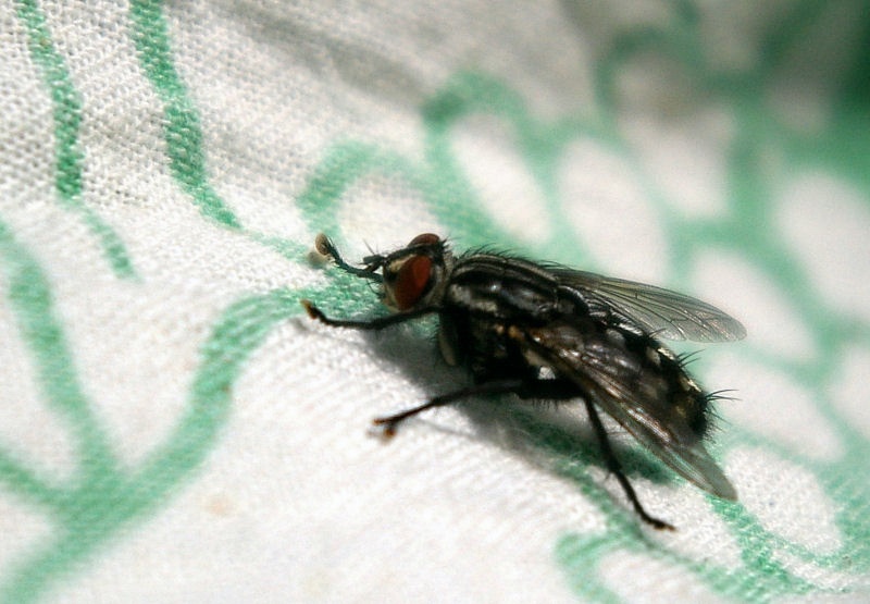 Fliege.jpg - Zwar ohne Makroobjektiv fotografiert, aber dennoch ganz ansehnlich. Eine kleine Fliege. Und trotz der deutlich roten Augen schwöre ich, dass ich ohne Blitz fotografiert habe! Echt jetzt!