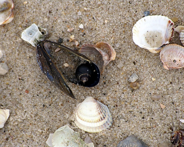 Nordseestillleben.jpg - Eine lange Strandwanderung entlang der Nordessküste brachte diesen Schnappschuss hervor.