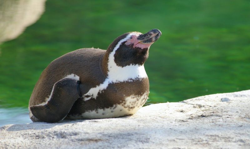 Pinguin_sonnt.JPG - Die ersten Frühlingssonnenstrahlen. Ein Genuss, auch wenn es dieser Pinguin sicherlich auch gerne kalt hat.Das Foto entstand im Dresdner Zoo.