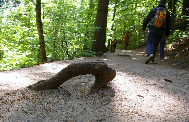 Schrammsteinweg.jpg - Stolperfalle auf dem Schrammsteinweg in der Sächsischen Schweiz.Eine Wanderpartie mit Freunden ist doch immer wieder beschaulich.