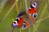 Schmetterling